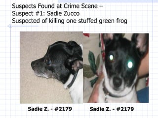 Suspects Found at Crime Scene –  Suspect #1: Sadie Zucco Suspected of killing one stuffed green frog Sadie Z. - #2179 Sadie Z. - #2179 