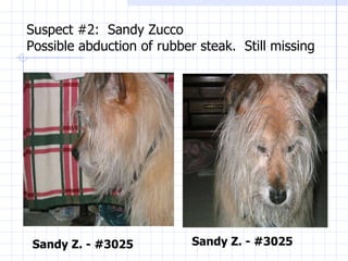 Suspect #2:  Sandy Zucco Possible abduction of rubber steak.  Still missing Sandy Z. - #3025 Sandy Z. - #3025 
