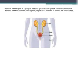 Mostrar esta imagem e, logo após, solicitar que os alunos ajudem a montar um sistema
urinário, dando o nome de cada órgão e perguntando onde ele se localiza em nosso corpo.
 