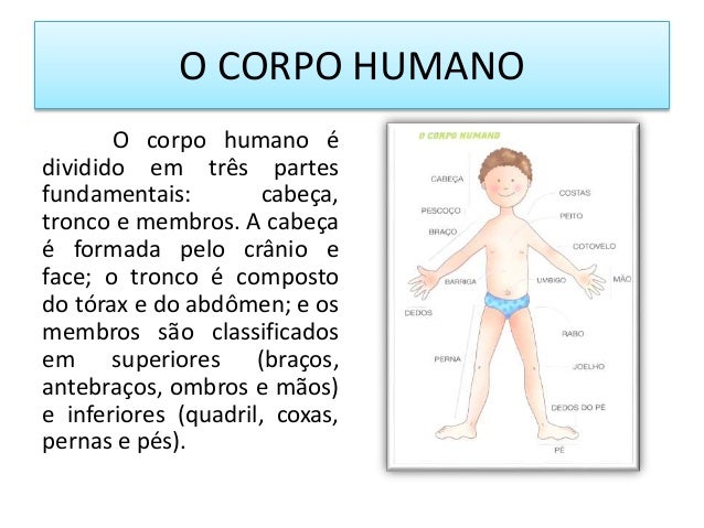 O CORPO HUMANO 
O corpo humano é 
dividido em três partes 
fundamentais: cabeça, 
tronco e membros. A cabeça 
é formada pe...