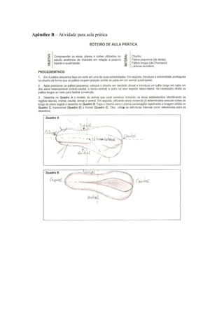 Apêndice B – Atividade para aula prática
 