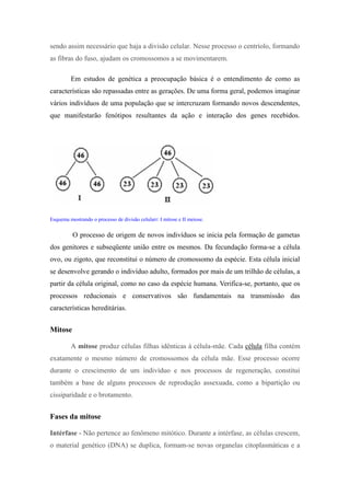 sendo assim necessário que haja a divisão celular. Nesse processo o centríolo, formando
as fibras do fuso, ajudam os cromossomos a se movimentarem.

         Em estudos de genética a preocupação básica é o entendimento de como as
características são repassadas entre as gerações. De uma forma geral, podemos imaginar
vários indivíduos de uma população que se intercruzam formando novos descendentes,
que manifestarão fenótipos resultantes da ação e interação dos genes recebidos.




Esquema mostrando o processo de divisão celularr: I mitose e II meiose.


          O processo de origem de novos indivíduos se inicia pela formação de gametas
dos genitores e subseqüente união entre os mesmos. Da fecundação forma-se a célula
ovo, ou zigoto, que reconstitui o número de cromossomo da espécie. Esta célula inicial
se desenvolve gerando o indivíduo adulto, formados por mais de um trilhão de células, a
partir da célula original, como no caso da espécie humana. Verifica-se, portanto, que os
processos reducionais e conservativos são fundamentais na transmissão das
características hereditárias.


Mitose

         A mitose produz células filhas idênticas à célula-mãe. Cada célula filha contém
exatamente o mesmo número de cromossomos da célula mãe. Esse processo ocorre
durante o crescimento de um indivíduo e nos processos de regeneração, constitui
também a base de alguns processos de reprodução assexuada, como a bipartição ou
cissiparidade e o brotamento.


Fases da mitose

Intérfase - Não pertence ao fenômeno mitótico. Durante a intérfase, as células crescem,
o material genético (DNA) se duplica, formam-se novas organelas citoplasmáticas e a
 