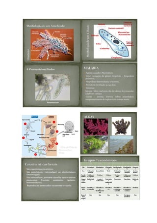 Plano de aula 5 nadja