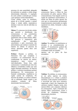 presença de uma quantidade adequada          Metáfase:     Na      metáfase,   cada
de nutrientes ou quando a célula atinge      cromossomo liga-se a fibras do fuso
determinadas dimensões. A regulação          provenientes de pólos opostos (fibras
do ciclo celular é realizada por ciclinas    cromossômicas). Essa ligação ocorre na
e por quinases ciclino-dependentes.          região do centrômero cromossômico. A
Certas células, como os neurônios,           tensão nas fibras de pólos opostos faz
param de se dividir quando o animal          com que os cromossomos permaneçam
atinge o estado adulto, mantendo-se          temporariamente estacionados na região
durante o resto da vida do indivíduo na      equatorial da célula, formando a placa
fase G0.                                     metafásica.

Mitose: É o processo de divisão celular
que permite a distribuição dos
cromossomos e dos constituintes
citoplasmáticos      da    célula-    mãe
igualmente entre as duas células- filhas.
Tal processo é responsável pela
multiplicação        dos        indivíduos
unicelulares e pelo crescimento dos          Anáfase: Na anáfase, os centrômeros se
pluricelulares, por realizar o aumento do    dividem e as cromátidesirmãs se
número de células. O processo da             separam. O encurtamento gradual das
mitose apresenta quatro fases (em            fibras cromossômicas arrasta as
sequência):                                  cromátides-irmãs em sentidos
                                             opostos, até os pólos do fuso
Prófase: Durante a prófase, os               acromático.
finíssimos fios que compõem a
cromatina —os cromossomos vão se
condensando no interior do núcleo,
tornando-se       mais     visíveis      e
individualizados. Nessa fase, cada
cromossomo é constituído por dois fios
idênticos (cromátides) unidos por uma
região chamada centrômero. Ao final da
prófase, a carioteca (membrana nuclear)
desintegra-se. Os cromossomos, já
bastante condensados, espalham-se na         Telófase: Na telófase, os cromossomos,
região central do citoplasma. No             já em pólos opostos da célula,
decorrer da prófase, os centros celulares    descondensam se e voltam a produzir
vão se afastando, dando origem a um          nucléolos. Cada conjunto cromossômico
complexo       conjunto     de      fibras   é envolvido por uma nova carioteca,
denominado fuso acromático.                  organizada a partir dos fragmentos da
                                             carioteca original. Surgem, assim, dois
                                             núcleos-filhos com conjuntos idênticos
                                             de cromossomos. Após a formação dos
                                             núcleos filhos (cariocinese), ocorre a
                                             divisão do citoplasma, fenômeno
                                             denominado citocinese.
 