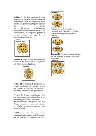 Anáfase I: Os dois membros de cada
bivalente se separam e seus respectivos
centrômeros com as cromátides-irmãs
fixadas são puxados para pólos opostos
da                               célula.
Os        bivalentes      distribuem-se    Anáfase II: Após a divisão dos
independentemente uns dos outros e, em     centrômeros as cromátides de cada
conseqüência, os conjuntos paterno e       cromossomo migram para pólos
materno originais são separados em         opostos.
combinações aleatórias.




                                           Telófase II: Forma-se uma membrana
                                           nuclear ao redor de cada conjunto de
Telófase I: Nesta fase os dois conjuntos   cromátides.
haplóides de cromossomos se agrupam
nos pólos opostos da célula.




Meiose II: A meiose II tem início nas
células resultantes da telófase I, sem
que ocorra a Interfase. A meiose II
também é constituída por quatro fases:

Prófase II: É bem simplificada, visto
que os cromossomos não perdem a sua
condensação durante a telófase I.
Assim, depois da formação do fuso e do
desaparecimento da membrana nuclear,
as células resultantes entram logo
na metáfase II.

Metáfase II: Os 23 cromossomos
subdivididos em duas cromátides unidas
por um centrômero prendem-se ao fuso.
 