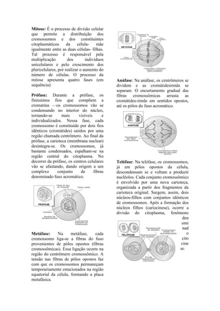 Mitose: É o processo de divisão celular
que permite a distribuição dos
cromossomos e dos constituintes
citoplasmáticos      da    célula-    mãe
igualmente entre as duas células- filhas.
Tal processo é responsável pela
multiplicação        dos        indivíduos
unicelulares e pelo crescimento dos
pluricelulares, por realizar o aumento do
número de células. O processo da
mitose apresenta quatro fases (em            Anáfase: Na anáfase, os centrômeros se
sequência):                                  dividem e as cromátidesirmãs se
                                             separam. O encurtamento gradual das
Prófase: Durante a prófase, os               fibras cromossômicas arrasta as
finíssimos fios que compõem a                cromátides-irmãs em sentidos opostos,
cromatina —os cromossomos vão se             até os pólos do fuso acromático.
condensando no interior do núcleo,
tornando-se       mais     visíveis      e
individualizados. Nessa fase, cada
cromossomo é constituído por dois fios
idênticos (cromátides) unidos por uma
região chamada centrômero. Ao final da
prófase, a carioteca (membrana nuclear)
desintegra-se. Os cromossomos, já
bastante condensados, espalham-se na
região central do citoplasma. No
decorrer da prófase, os centros celulares    Telófase: Na telófase, os cromossomos,
vão se afastando, dando origem a um          já em pólos opostos da célula,
complexo       conjunto     de      fibras   descondensam se e voltam a produzir
denominado fuso acromático.                  nucléolos. Cada conjunto cromossômico
                                             é envolvido por uma nova carioteca,
                                             organizada a partir dos fragmentos da
                                             carioteca original. Surgem, assim, dois
                                             núcleos-filhos com conjuntos idênticos
                                             de cromossomos. Após a formação dos
                                             núcleos filhos (cariocinese), ocorre a
                                             divisão do citoplasma, fenômeno
                                                                                  den
                                                                                 omi
                                                                                  nad
Metáfase:     Na      metáfase,   cada                                              o
cromossomo liga-se a fibras do fuso                                              cito
provenientes de pólos opostos (fibras                                            cine
cromossômicas). Essa ligação ocorre na                                          se.
região do centrômero cromossômico. A
tensão nas fibras de pólos opostos faz
com que os cromossomos permaneçam
temporariamente estacionados na região
equatorial da célula, formando a placa
metafásica.
 