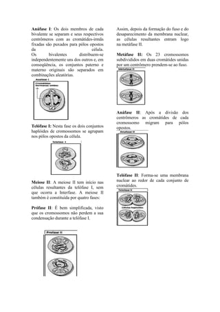 Anáfase I: Os dois membros de cada         Assim, depois da formação do fuso e do
bivalente se separam e seus respectivos    desaparecimento da membrana nuclear,
centrômeros com as cromátides-irmãs        as células resultantes entram logo
fixadas são puxados para pólos opostos     na metáfase II.
da                               célula.
Os        bivalentes      distribuem-se    Metáfase II: Os 23 cromossomos
independentemente uns dos outros e, em     subdivididos em duas cromátides unidas
conseqüência, os conjuntos paterno e       por um centrômero prendem-se ao fuso.
materno originais são separados em
combinações aleatórias.




                                           Anáfase II: Após a divisão dos
                                           centrômeros as cromátides de cada
                                           cromossomo migram para pólos
Telófase I: Nesta fase os dois conjuntos   opostos.
haplóides de cromossomos se agrupam
nos pólos opostos da célula.




                                           Telófase II: Forma-se uma membrana
Meiose II: A meiose II tem início nas      nuclear ao redor de cada conjunto de
células resultantes da telófase I, sem     cromátides.
que ocorra a Interfase. A meiose II
também é constituída por quatro fases:

Prófase II: É bem simplificada, visto
que os cromossomos não perdem a sua
condensação durante a telófase I.
 