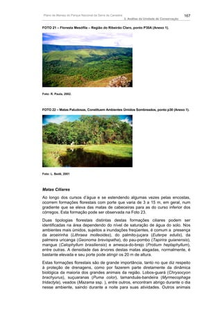 Plano de Manejo do Parque Nacional da Serra da Canastra                                          167
                                                          3. Análise da Unidade de Conservação


FOTO 21 – Floresta Mesófila – Região do Ribeirão Claro, ponto P30A (Anexo 1).




Foto: R. Paula, 2002.




FOTO 22 – Matas Paludosas, Constituem Ambientes Úmidos Sombreados, ponto p30 (Anexo 1).




Foto: L. Bedê, 2001




Matas Ciliares
Ao longo dos cursos d’água e se estendendo algumas vezes pelas encostas,
ocorrem formações florestais com porte que varia de 3 a 15 m, em geral, num
gradiente que se eleva das matas de cabeceiras para as do curso inferior dos
córregos. Esta formação pode ser observada na Foto 23.
Duas tipologias florestais distintas destas formações ciliares podem ser
identificadas na área dependendo do nível de saturação de água do solo. Nos
ambientes mais úmidos, sujeitos a inundações freqüentes, é comum a presença
da aroeirinha (Lithraea molleoides), do palmito-juçara (Euterpe edulis), da
palmeira uricanga (Geonoma brevispatha), do pau-pombo (Tapirira guianensis),
mangue (Calophyllum brasiliensis) e amesca-do-brejo (Protium heptaphyllum),
entre outras. A densidade das árvores destas matas alagadas, normalmente, é
bastante elevada e seu porte pode atingir os 20 m de altura.
Estas formações florestais são de grande importância, tanto no que diz respeito
à proteção de drenagens, como por fazerem parte diretamente da dinâmica
biológica da maioria dos grandes animais da região. Lobos-guará (Chrysocyon
brachyurus), suçuaranas (Puma color), tamanduás-bandeira (Myrmecophaga
tridactyla), veados (Mazama ssp. ), entre outros, encontram abrigo durante o dia
nesse ambiente, saindo durante a noite para suas atividades. Outros animais
 