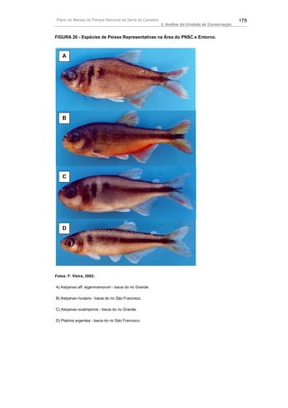 Plano de Manejo do Parque Nacional da Serra da Canastra                                          178
                                                          3. Análise da Unidade de Conservação


FIGURA 26 - Espécies de Peixes Representativas na Área do PNSC e Entorno.



    A




    B




    C




    D




Fotos: F. Vieira, 2002.

A) Astyanax aff. eigenmaniorum - bacia do rio Grande.

B) Astyanax rivularis - bacia do rio São Francisco.

C) Astyanax scabripinnis - bacia do rio Grande.

D) Piabina argentea - bacia do rio São Francisco.
 