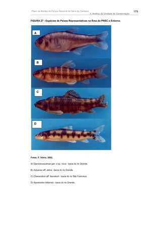 Plano de Manejo do Parque Nacional da Serra da Canastra                                             179
                                                              3. Análise da Unidade de Conservação


FIGURA 27 - Espécies de Peixes Representativas na Área do PNSC e Entorno.




   A




       B




       C




   D




Fotos: F. Vieira, 2002.

A) Glandulocaudinae gen. e sp. nova - bacia do rio Grande.

B) Astyanax aff. zebra - bacia do rio Grande.

C) Characidium aff. fasciatum - bacia do rio São Francisco.

D) Apareiodon ibitiensis - bacia do rio Grande.
 