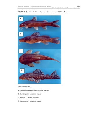 Plano de Manejo do Parque Nacional da Serra da Canastra                                           180
                                                           3. Análise da Unidade de Conservação


FIGURA 28 - Espécies de Peixes Representativas na Área do PNSC e Entorno.



   A




   B




   C




       D




Fotos: F. Vieira, 2002.

A) Cetopsorhamdia iheringi - bacia do rio São Francisco.

B) Rhamdia quelen - bacia do rio Grande.

C) Harttia sp. 2 - bacia do rio Grande.

D) Hypostomus sp. - bacia do rio Grande.
 