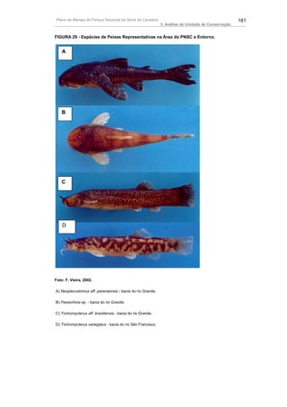 Plano de Manejo do Parque Nacional da Serra da Canastra                                            181
                                                             3. Análise da Unidade de Conservação


FIGURA 29 - Espécies de Peixes Representativas na Área do PNSC e Entorno.


    A




    B




    C




    D




Foto: F. Vieira, 2002.

A) Neoplecostomus aff. paranaensis - bacia do rio Grande.

B) Pareiorhina sp. - bacia do rio Grande.

C) Trichomycterus aff. brasiliensis - bacia do rio Grande.

D) Trichomycterus variegatus - bacia do rio São Francisco.
 