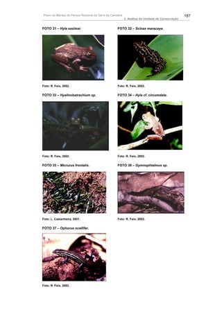 Plano de Manejo do Parque Nacional da Serra da Canastra                                          187
                                                          3. Análise da Unidade de Conservação


FOTO 31 – Hyla sazimai.                            FOTO 32 – Scinax maracaya.




Foto: R. Feio, 2002.                               Foto: R. Feio, 2002.


FOTO 33 – Hyalinobatrachium sp.                    FOTO 34 – Hyla cf. circumdata.




Foto: R. Feio, 2002.                               Foto: R. Feio, 2002.


FOTO 35 – Micrurus frontalis.                      FOTO 36 – Gymnophtalmus sp.




Foto: L. Castanheira, 2001.                        Foto: R. Feio, 2002.


FOTO 37 – Ophorus ocellifer.




Foto: R. Feio, 2002.
 