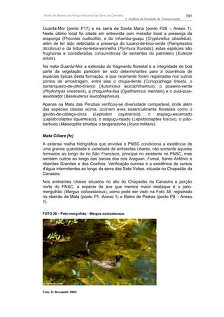 Plano de Manejo do Parque Nacional da Serra da Canastra                                          191
                                                          3. Análise da Unidade de Conservação


Guarda-Mor (ponto P17) e na serra de Santa Maria (ponto P28 – Anexo 1).
Neste último local foi citada em entrevista com morador local a presença da
araponga (Procnias nudicollis), e do inhambu-guaçu (Crypturellus obsoletus),
além de ter sido detectada a presença do tucano-de-bico-verde (Ramphastos
dicolorus) e da tiriba-de-testa-vermelha (Pyrrhura frontalis); estas espécies são
frugívoras e consideradas consumidoras de sementes do palmiteiro (Euterpe
edulis).
Na mata Guarda-Mor a extensão do fragmento florestal e a integridade de boa
parte da vegetação parecem ter sido determinantes para a ocorrência de
espécies típicas desta formação, e que raramente foram registradas nos outros
pontos de amostragem, entre elas o chupa-dente (Conopophaga lineata, o
barranqueiro-de-olho-branco (Automolus leucophthalmus), o poaieiro-verde
(Phyllomyas virescens), a choquinha-lisa (Dysithamnus mentalis) e o pula-pula-
assobiador (Basileuterus leucoblepharus).
Apenas na Mata das Perobas verificou-se diversidade comparável, onde além
das espécies citadas acima, ocorrem aves essencialmente florestais como o
gavião-de-cabeça-cinza      (Leptodon    cayanensis),      o     arapaçu-escamado
(Lepidocolaptes squamosus), o arapuçu-rajado (Lepidocolaptes fuscus), o joão-
barbudo (Malacoptila striata)e o tangarazinho (licura militaris)

Mata Ciliare (fc)
A extensa malha hidrigráfica que envolve o PNSC condiciona a existência de
uma grande quantidade e variedade de ambientes ciliares, não somente aqueles
formados ao longo do rio São Francisco, principal rio existente no PNSC, mas
também outros ao longo das bacias dos rios Araguari, Fumal, Santo Antônio e
ribeirões Grandes e dos Coelhos. Verificação curiosa é a existência de cursos
d’água intermitentes ao longo da serra das Sete Voltas, situada no Chapadão da
Canastra.
Nos ambientes ciliares situados no alto do Chapadão da Canastra e porção
norte do PNSC, a espécie de ave que merece maior destaque é o pato-
mergulhão (Mergus octosetaceus), como pode ser visto na Foto 38, registrado
no ribeirão da Mata (ponto P1- Anexo 1) e Retiro de Pedras (ponto P8 – Anexo
1).

FOTO 38 – Pato-mergulhão - Mergus octosetaceus.




Foto: D. Buuzzetti, 2002.
 