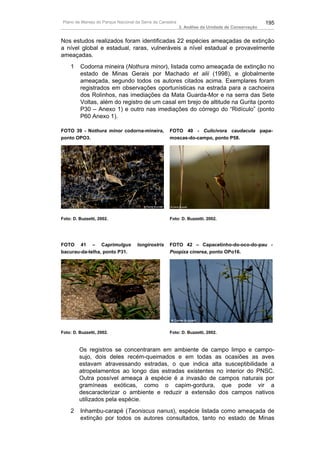Plano de Manejo do Parque Nacional da Serra da Canastra                                          195
                                                          3. Análise da Unidade de Conservação


Nos estudos realizados foram identificadas 22 espécies ameaçadas de extinção
a nível global e estadual, raras, vulneráveis a nível estadual e provavelmente
ameaçadas.
    1    Codorna mineira (Nothura minor), listada como ameaçada de extinção no
         estado de Minas Gerais por Machado et alii (1998), e globalmente
         ameaçada, segundo todos os autores citados acima. Exemplares foram
         registrados em observações oportunísticas na estrada para a cachoeira
         dos Rolinhos, nas imediações da Mata Guarda-Mor e na serra das Sete
         Voltas, além do registro de um casal em brejo de altitude na Gurita (ponto
         P30 – Anexo 1) e outro nas imediações do córrego do “Ridículo” (ponto
         P60 Anexo 1).

FOTO 39 - Nothura minor codorna-mineira,           FOTO 40 - Culicivora caudacuta papa-
ponto OPO3.                                        moscas-do-campo, ponto P58.




Foto: D. Buzzetti, 2002.                           Foto: D. Buzzetti, 2002.




FOTO 41 – Caprimulgus               longirostris   FOTO 42 – Capacetinho-do-oco-do-pau -
bacurau-da-telha, ponto P31.                       Poopiza cinerea, ponto OPo16.




Foto: D. Buzzetti, 2002.                           Foto: D. Buzzetti, 2002.



         Os registros se concentraram em ambiente de campo limpo e campo-
         sujo, dois deles recém-queimados e em todas as ocasiões as aves
         estavam atravessando estradas, o que indica alta susceptibilidade a
         atropelamentos ao longo das estradas existentes no interior do PNSC.
         Outra possível ameaça à espécie é a invasão de campos naturais por
         gramíneas exóticas, como o capim-gordura, que pode vir a
         descaracterizar o ambiente e reduzir a extensão dos campos nativos
         utilizados pela espécie.
    2    Inhambu-carapé (Taoniscus nanus), espécie listada como ameaçada de
         extinção por todos os autores consultados, tanto no estado de Minas
 