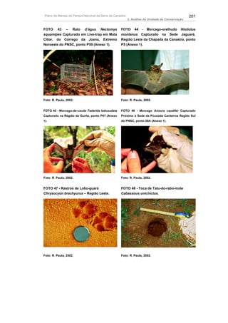 Plano de Manejo do Parque Nacional da Serra da Canastra                                          201
                                                           3. Análise da Unidade de Conservação


FOTO 43 – Rato d’água Nectomys                      FOTO 44 - Morcego-orelhudo Histiotus
squamipes Capturado em Live-trap em Mata            montanus Capturado na Sede Jaguaré,
Ciliar, do Córrego da Joana, Extremo                Região Leste da Chapada da Canastra, ponto
Noroeste do PNSC, ponto P59 (Anexo 1).              P5 (Anexo 1).




Foto: R. Paula, 2002.                               Foto: R. Paula, 2002.


FOTO 45 - Morcego-de-cauda Tadarida laticaudata     FOTO 46 - Morcego Anoura caudifer Capturado
Capturado na Região da Gurita, ponto P67 (Anexo     Próximo à Sede da Pousada Canteiros Região Sul
1).                                                 do PNSC, ponto 20A (Anexo 1).




Foto: R. Paula, 2002.                               Foto: R. Paula, 2002.


FOTO 47 - Rastros de Lobo-guará                     FOTO 48 - Toca de Tatu-do-rabo-mole
Chrysocyon brachyurus – Região Leste.               Cabassous unicinctus.




Foto: R. Paula, 2002.                               Foto: R. Paula, 2002.
 