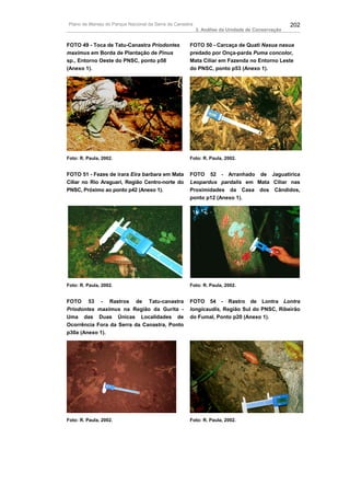 Plano de Manejo do Parque Nacional da Serra da Canastra                                          202
                                                          3. Análise da Unidade de Conservação


FOTO 49 - Toca de Tatu-Canastra Priodontes           FOTO 50 - Carcaça de Quati Nasua nasua
maximus em Borda de Plantação de Pinus               predado por Onça-parda Puma concolor,
sp., Entorno Oeste do PNSC, ponto p58                Mata Ciliar em Fazenda no Entorno Leste
(Anexo 1).                                           do PNSC, ponto p53 (Anexo 1).




Foto: R. Paula, 2002.                                Foto: R. Paula, 2002.


FOTO 51 - Fezes de irara Eira barbara em Mata        FOTO 52 - Arranhado de Jaguatirica
Ciliar no Rio Araguari, Região Centro-norte do       Leopardus pardalis em Mata Ciliar nas
PNSC, Próximo ao ponto p42 (Anexo 1).                Proximidades da Casa dos Cândidos,
                                                     ponto p12 (Anexo 1).




Foto: R. Paula, 2002.                                Foto: R. Paula, 2002.


FOTO 53 - Rastros de Tatu-canastra                   FOTO 54 - Rastro de Lontra Lontra
Priodontes maximus na Região da Gurita -             longicaudis, Região Sul do PNSC, Ribeirão
Uma das Duas Únicas Localidades de                   do Fumal, Ponto p20 (Anexo 1).
Ocorrência Fora da Serra da Canastra, Ponto
p30a (Anexo 1).




Foto: R. Paula, 2002.                                Foto: R. Paula, 2002.
 