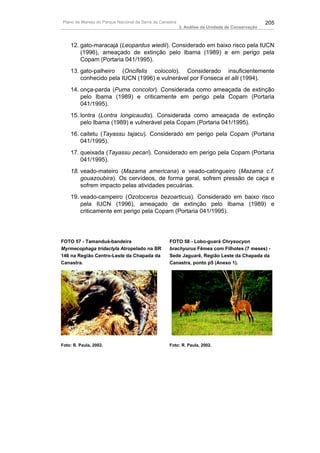 Plano de Manejo do Parque Nacional da Serra da Canastra                                          205
                                                          3. Análise da Unidade de Conservação



    12. gato-maracajá (Leopardus wiedii). Considerado em baixo risco pela IUCN
        (1996), ameaçado de extinção pelo Ibama (1989) e em perigo pela
        Copam (Portaria 041/1995).
    13. gato-palheiro (Oncifelis colocolo). Considerado insuficientemente
        conhecido pela IUCN (1996) e vulnerável por Fonseca et alli (1994).
    14. onça-parda (Puma concolor). Considerada como ameaçada de extinção
        pelo Ibama (1989) e criticamente em perigo pela Copam (Portaria
        041/1995).
    15. lontra (Lontra longicaudis). Considerada como ameaçada de extinção
        pelo Ibama (1989) e vulnerável pela Copam (Portaria 041/1995).
    16. caitetu (Tayassu tajacu). Considerado em perigo pela Copam (Portaria
        041/1995).
    17. queixada (Tayassu pecari). Considerado em perigo pela Copam (Portaria
        041/1995).
    18. veado-mateiro (Mazama americana) e veado-catingueiro (Mazama c.f.
        gouazoubira). Os cervídeos, de forma geral, sofrem pressão de caça e
        sofrem impacto pelas atividades pecuárias.
    19. veado-campeiro (Ozotoceros bezoarticus). Considerado em baixo risco
        pela IUCN (1996), ameaçado de extinção pelo Ibama (1989) e
        criticamente em perigo pela Copam (Portaria 041/1995).




FOTO 57 - Tamanduá-bandeira                        FOTO 58 - Lobo-guará Chrysocyon
Myrmecophaga tridactyla Atropelado na BR           brachyurus Fêmea com Filhotes (7 meses) -
146 na Região Centro-Leste da Chapada da           Sede Jaguarê, Região Leste da Chapada da
Canastra.                                          Canastra, ponto p5 (Anexo 1).




Foto: R. Paula, 2002.                              Foto: R. Paula, 2002.
 