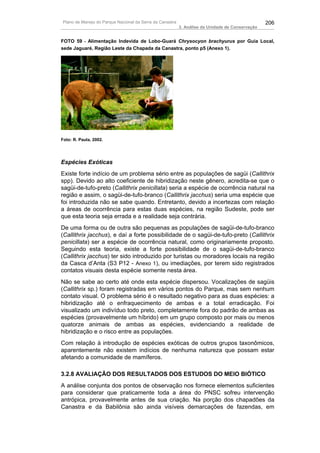 Plano de Manejo do Parque Nacional da Serra da Canastra                                          206
                                                          3. Análise da Unidade de Conservação


FOTO 59 - Alimentação Indevida de Lobo-Guará Chrysocyon brachyurus por Guia Local,
sede Jaguaré, Região Leste da Chapada da Canastra, ponto p5 (Anexo 1).




Foto: R. Paula, 2002.




Espécies Exóticas
Existe forte indício de um problema sério entre as populações de sagüi (Callithrix
spp). Devido ao alto coeficiente de hibridização neste gênero, acredita-se que o
sagüi-de-tufo-preto (Callithrix penicillata) seria a espécie de ocorrência natural na
região e assim, o sagüi-de-tufo-branco (Callithrix jacchus) seria uma espécie que
foi introduzida não se sabe quando. Entretanto, devido a incertezas com relação
a áreas de ocorrência para estas duas espécies, na região Sudeste, pode ser
que esta teoria seja errada e a realidade seja contrária.
De uma forma ou de outra são pequenas as populações de sagüi-de-tufo-branco
(Callithrix jacchus), e daí a forte possibilidade de o sagüi-de-tufo-preto (Callithrix
penicillata) ser a espécie de ocorrência natural, como originariamente proposto.
Seguindo esta teoria, existe a forte possibilidade de o sagüi-de-tufo-branco
(Callithrix jacchus) ter sido introduzido por turistas ou moradores locais na região
da Casca d’Anta (S3 P12 - Anexo 1), ou imediações, por terem sido registrados
contatos visuais desta espécie somente nesta área.
Não se sabe ao certo até onde esta espécie dispersou. Vocalizações de sagüis
(Callithrix sp.) foram registradas em vários pontos do Parque, mas sem nenhum
contato visual. O problema sério é o resultado negativo para as duas espécies: a
hibridização até o enfraquecimento de ambas e a total erradicação. Foi
visualizado um indivíduo todo preto, completamente fora do padrão de ambas as
espécies (provavelmente um híbrido) em um grupo composto por mais ou menos
quatorze animais de ambas as espécies, evidenciando a realidade de
hibridização e o risco entre as populações.
Com relação à introdução de espécies exóticas de outros grupos taxonômicos,
aparentemente não existem indícios de nenhuma natureza que possam estar
afetando a comunidade de mamíferos.

3.2.8 AVALIAÇÃO DOS RESULTADOS DOS ESTUDOS DO MEIO BIÓTICO
A análise conjunta dos pontos de observação nos fornece elementos suficientes
para considerar que praticamente toda a área do PNSC sofreu intervenção
antrópica, provavelmente antes de sua criação. Na porção dos chapadões da
Canastra e da Babilônia são ainda visíveis demarcações de fazendas, em
 