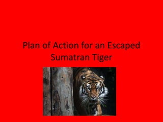 Plan of Action for an Escaped
Sumatran Tiger
 