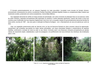 28 
É formada predominantemente por um pequeno fragmento de mata secundária, incrustada numa encosta de formato côncavo, provavelmente remanescente da outrora e exuberante Floresta Perenifólia Latifoliada Higrófila Costeira ou simplesmente Mata Costeira que atualmente constitui, juntamente com outros ecossistemas, o bioma Mata Atlântica. 
Sua vegetação demonstra ter sofrido um longo processo de perturbação, com vários momentos de alteração física na sua estrutura, todos de ordem antrópica, originados principalmente pela exploração do ambiente. A última alteração significativa, mesmo não sendo a única que contribuiu para modificação dos seus aspectos vegetacionais, teve início com a ocupação irregular de aproximadamente seiscentas famílias de baixa renda, ocorrida em 1997 – dez anos após a instituição da Reserva Ecológica - com o desmatamento de cerca de setenta por cento da área. 
Hoje, sua vegetação predominante pode ser descrita como um tipo de fisionomia florestal em pleno processo natural de regeneração, característico das sucessões secundárias de matas nativas perturbadas, com baixa diversidade biológica e predominância de espécies heliófilas, confirmando a entrada de muita luz solar no seu interior, formando assim uma fitocenose composta principalmente por plantas nativas de crescimento rápido, estabelecidas a partir de propágulos e de perfilhamento dos tocos lenhosos dos indivíduos não erradicados após o corte. 
Fotos 10, 11 e 12 - Aspectos da vegetação no interior da Mata de Passarinho 
Acervo SEMAS  