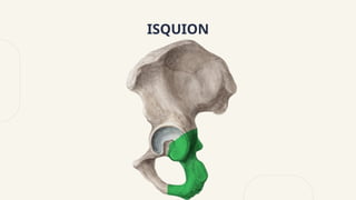 ISQUION
 
