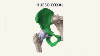 HUESO COXAL
 