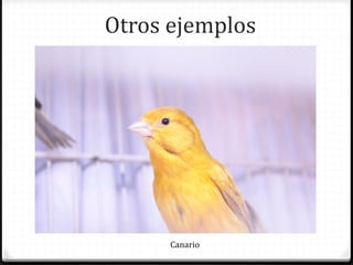 Otros ejemplos
Canario
 