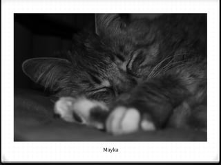 Mayka
 
