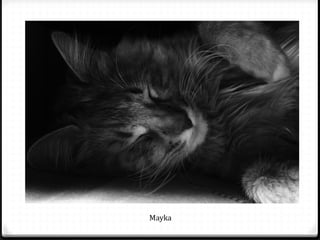 Mayka
 