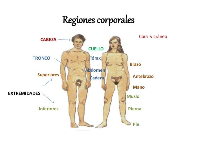 En ekaterinburge donde encontrar flebologa