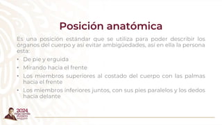 Posición anatómica
Es una posición estándar que se utiliza para poder describir los
órganos del cuerpo y así evitar ambigüedades, así en ella la persona
esta:
• De pie y erguida
• Mirando hacia el frente
• Los miembros superiores al costado del cuerpo con las palmas
hacia el frente
• Los miembros inferiores juntos, con sus pies paralelos y los dedos
hacia delante
 