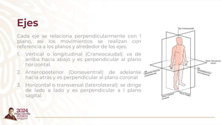 Ejes
Cada eje se relaciona perpendicularmente con 1
plano, así los movimientos se realizan con
referencia a los planos y alrededor de los ejes.
1. Vertical o longitudinal (Craneocaudal): va de
arriba hacia abajo y es perpendicular al plano
horizontal.
2. Anteroposterior (Dorsoventral): de adelante
hacia atrás y es perpendicular al plano coronal
3. Horizontal o transversal (laterolateral): se dirige
de lado a lado y es perpendicular a l plano
sagital.
 