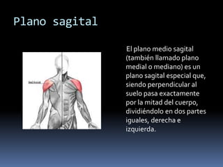Plano sagital 
El plano medio sagital 
(también llamado plano 
medial o mediano) es un 
plano sagital especial que, 
siendo perpendicular al 
suelo pasa exactamente 
por la mitad del cuerpo, 
dividiéndolo en dos partes 
iguales, derecha e 
izquierda. 
 