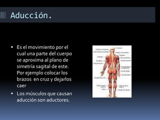 Aducción. 
 Es el movimiento por el 
cual una parte del cuerpo 
se aproxima al plano de 
simetría sagital de este. 
Por ejemplo colocar los 
brazos en cruz y dejarlos 
caer 
 Los músculos que causan 
aducción son aductores. 
 
