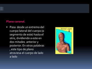 Plano coronal. 
 Pasa desde un extremo del 
cuerpo lateral del cuerpo (o 
segmento de este) hasta el 
otro, dividiendo a este en 
dos mitades anterior y 
posterior. En otras palabras 
, este tipo de plano 
atraviesa el cuerpo de lado 
a lado 
 