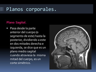 Planos corporales. 
Plano Sagital. 
 Pasa desde la parte 
anterior del cuerpo (o 
segmento de este) hasta la 
posterior, dividiendo a este 
en dos mitades derecha e 
izquierda, se dice que es un 
plano medio sagital 
cuando atraviesa la misma 
mitad del cuerpo, es un 
corte simétrico. 
 