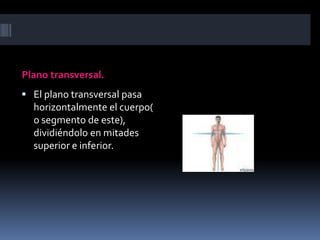 Plano transversal. 
 El plano transversal pasa 
horizontalmente el cuerpo( 
o segmento de este), 
dividiéndolo en mitades 
superior e inferior. 
 