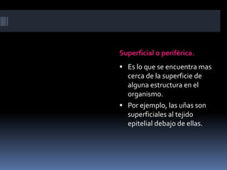 Superficial o periférica. 
 Es lo que se encuentra mas 
cerca de la superficie de 
alguna estructura en el 
organismo. 
 Por ejemplo, las uñas son 
superficiales al tejido 
epitelial debajo de ellas. 
 