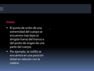 Distal. 
 El punto de unión de una 
extremidad del cuerpo se 
encuentra mas lejos (o 
dirigida fuera) del tronco o 
del punto de origen de una 
parte del cuerpo. 
 Por ejemplo, la rodilla se 
encuentra en una posición 
distal en relación con la 
cadera. 
. 
 