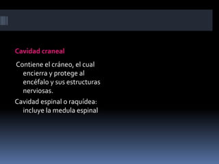 Cavidad craneal 
Contiene el cráneo, el cual 
encierra y protege al 
encéfalo y sus estructuras 
nerviosas. 
Cavidad espinal o raquídea: 
incluye la medula espinal 
 