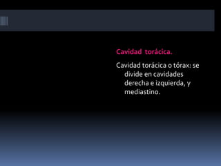 Cavidad torácica. 
Cavidad torácica o tórax: se 
divide en cavidades 
derecha e izquierda, y 
mediastino. 
 