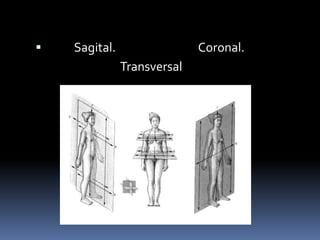  Sagital. Coronal. 
Transversal 
 