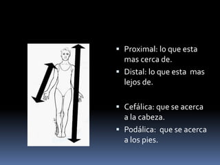  Proximal: lo que esta 
mas cerca de. 
 Distal: lo que esta mas 
lejos de. 
 Cefálica: que se acerca 
a la cabeza. 
 Podálica: que se acerca 
a los pies. 
 