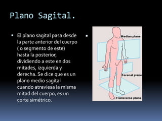 Plano Sagital. 
 El plano sagital pasa desde 
la parte anterior del cuerpo 
( o segmento de este) 
hasta la posterior, 
dividiendo a este en dos 
mitades, izquierda y 
derecha. Se dice que es un 
plano medio sagital 
cuando atraviesa la misma 
mitad del cuerpo, es un 
corte simétrico. 
 
 