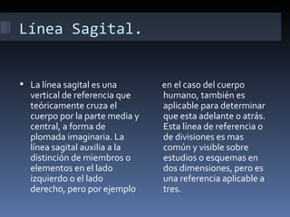 Línea Sagital.


 La línea sagital es una       en el caso del cuerpo
  vertical de referencia que    humano, también es
  teóricamente cruza el         aplicable para determinar
  cuerpo por la parte media y   que esta adelante o atrás.
  central, a forma de           Esta línea de referencia o
  plomada imaginaria. La        de divisiones es mas
  línea sagital auxilia a la    común y visible sobre
  distinción de miembros o      estudios o esquemas en
  elementos en el lado          dos dimensiones, pero es
  izquierdo o el lado           una referencia aplicable a
  derecho, pero por ejemplo     tres.
 