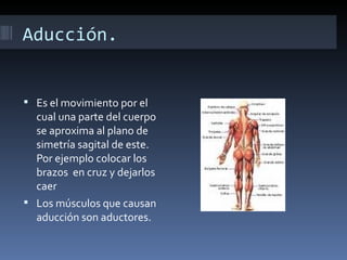 Aducción.


 Es el movimiento por el
  cual una parte del cuerpo
  se aproxima al plano de
  simetría sagital de este.
  Por ejemplo colocar los
  brazos en cruz y dejarlos
  caer
 Los músculos que causan
  aducción son aductores.
 