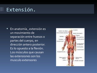 Extensión.


 En anatomía , extensión es
  un movimiento de
  separación entre huesos o
  partes del cuerpo, en
  dirección antero posterior.
  Es lo opuesto a la flexión.
  Los músculos que causan
  las extensiones son los
  musculo extensores
 