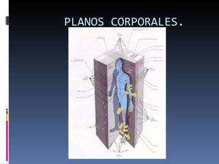 PLANOS CORPORALES.
 