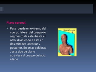 Plano coronal.
 Pasa desde un extremo del
  cuerpo lateral del cuerpo (o
  segmento de este) hasta el
  otro, dividiendo a este en
  dos mitades anterior y
  posterior. En otras palabras
  , este tipo de plano
  atraviesa el cuerpo de lado
  a lado
 